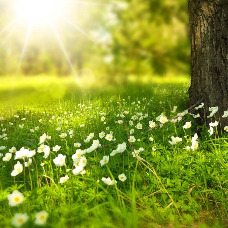 Spring Statement 2025 image